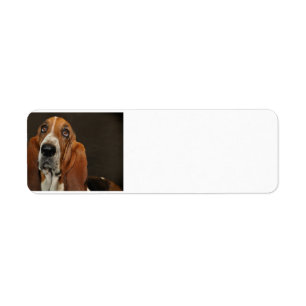 chien 2 de basset-hound