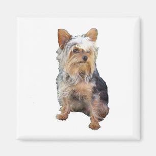 Chien 4 un aimant