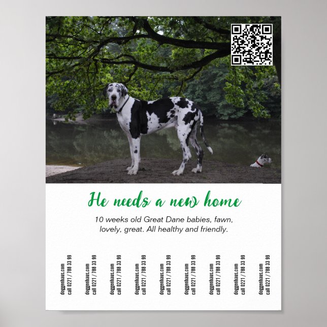 Chien à vendre poster modèle (Devant)
