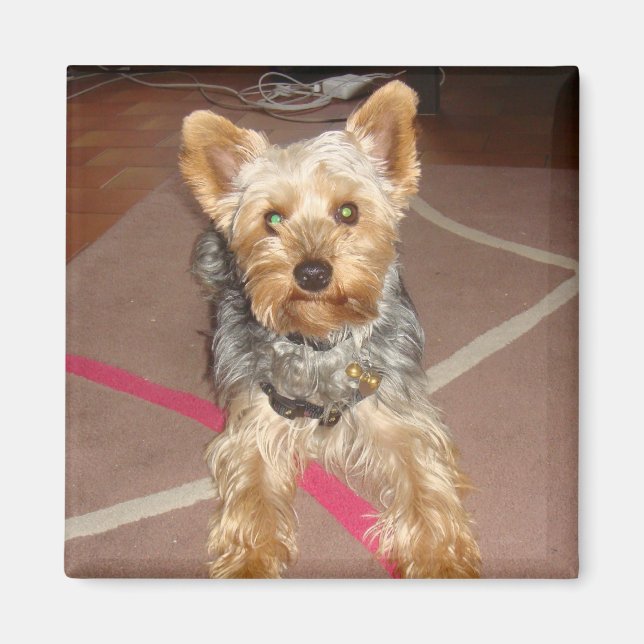 chien aimant "pop art" (Devant)