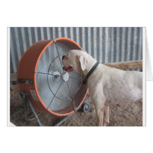 Chien - Aimer la brise