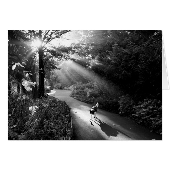 Chien au soleil du matin (Devant horizontal)