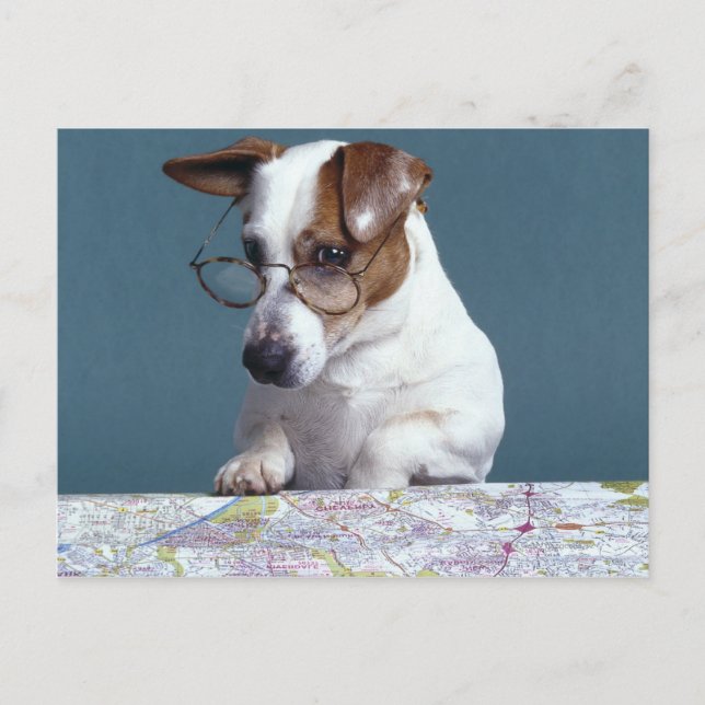 Chien avec lunettes de lecture étudier la carte (Devant)