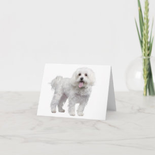 Chien blanc maltais Chien blanc Carte pour notes /
