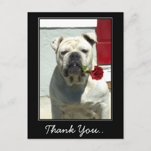 Chien blanc Merci avec carte postale rose