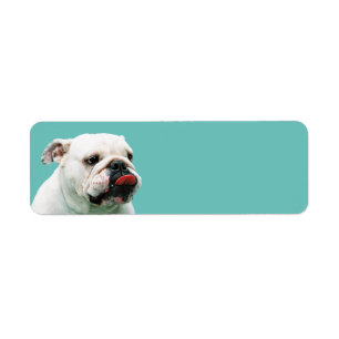 Chien blanc mignon Bulldog