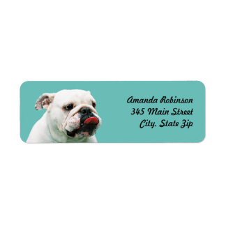 Chien blanc mignon Bulldog