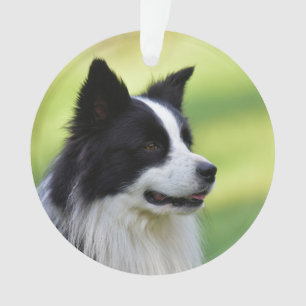 Chien Border Collie noir et blanc