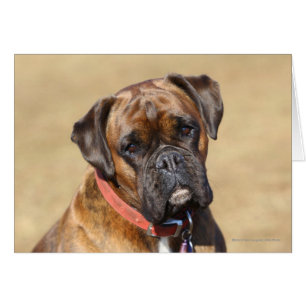 Chien Brindle de boxeur