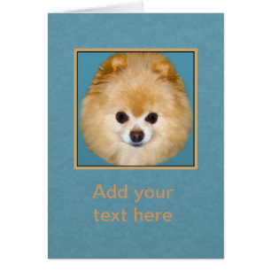 Chien Brown et blanc de Pomeranian