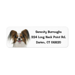 Chien Brown et blanc Papillon