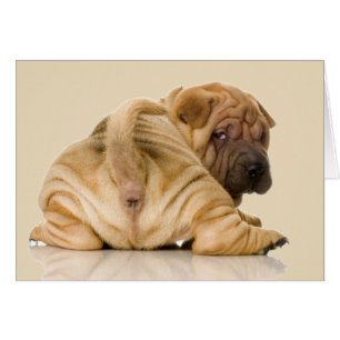 Chien chiot chinois Shar pei