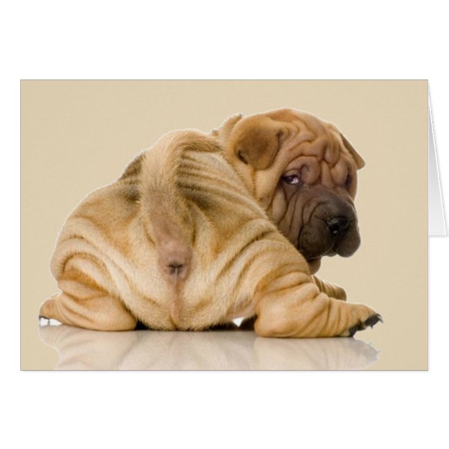 Chien chiot chinois Shar pei (Devant horizontal)