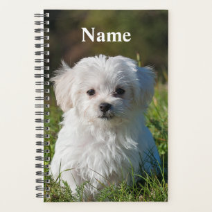 Chien chiot maltais blanc mou