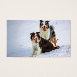Chien couple de bergers australiens