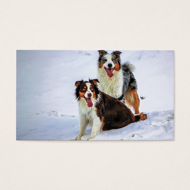 Chien couple de bergers australiens (Devant)