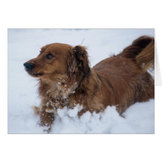 Chien Dachshund dans la neige