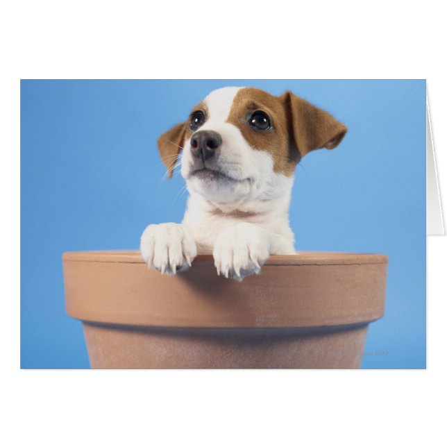 Chien dans le pot de fleurs (Devant horizontal)
