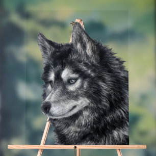 Chien de Balto
