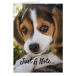 Chien de bébé beagle
