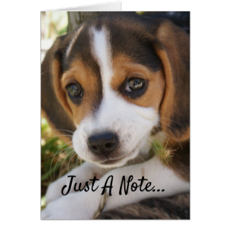 Chien de bébé beagle