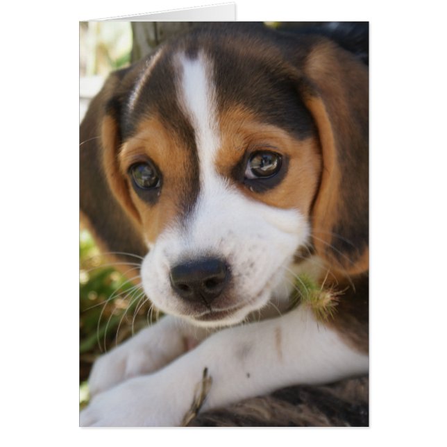 Chien de bébé beagle (Devant)