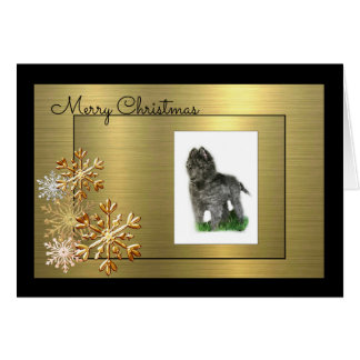 Chien de berger belge