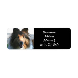 Chien de berger de Shetland