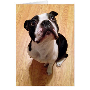 Chien de Boston Terrier