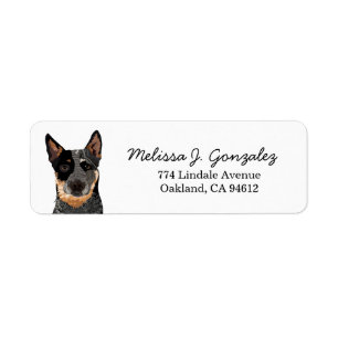 Chien de bovins Blue Heeler Chien