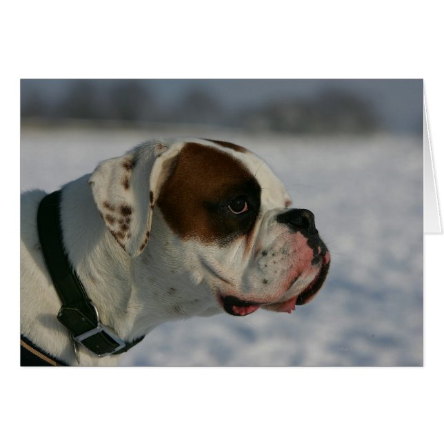 Chien de boxe dans la neige (Devant horizontal)