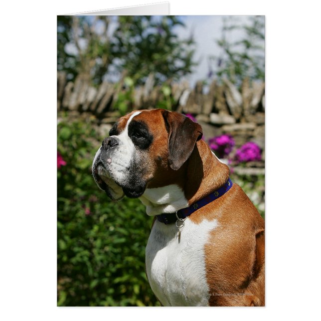 Chien de boxe dans les fleurs (Devant)