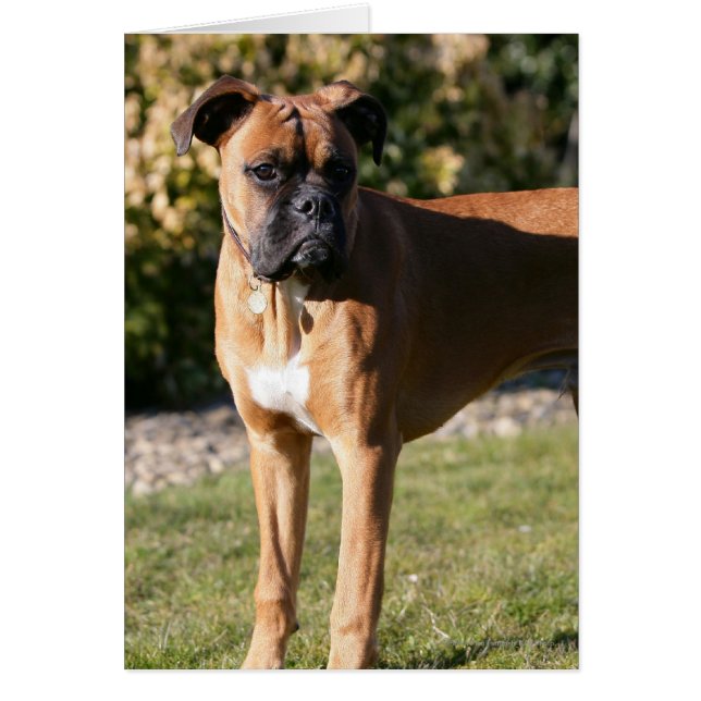 Chien de boxe de la faune debout (Devant)