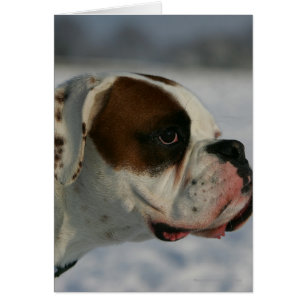Chien de boxeur dans la neige