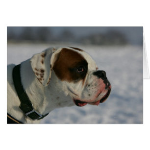 Chien de boxeur dans la neige