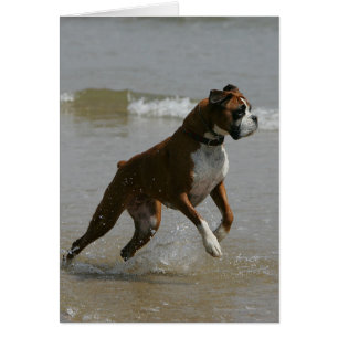 Chien de boxeur dans l'eau