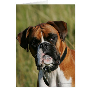 Chien de boxeur regardant fixement