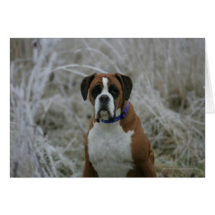 Chien de boxeur se reposant dans le Frost
