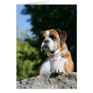 Chien de boxeur s'étendant sur une roche