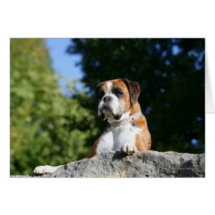 Chien de boxeur s'étendant sur une roche