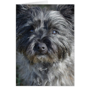 Chien de Cairn Terrier