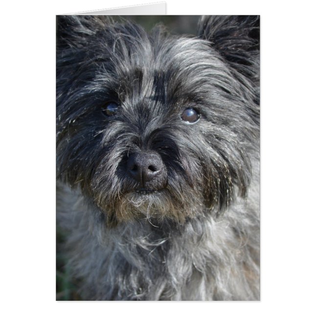 Chien de Cairn Terrier (Devant)