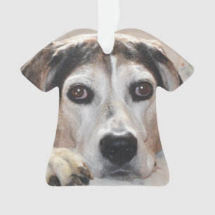 Chien de chasse de Coonhound de marcheur de