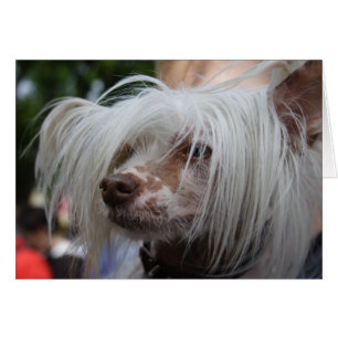 Chien de Chine arrêté
