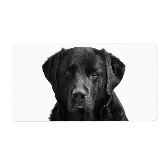 Chien de chiot du Labrador noir (Devant)