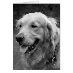 Chien de chiot noir d'or