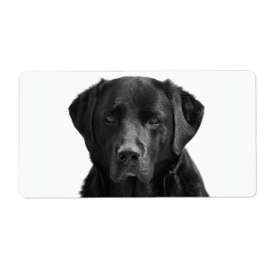 Chien de chiot noir du Labrador