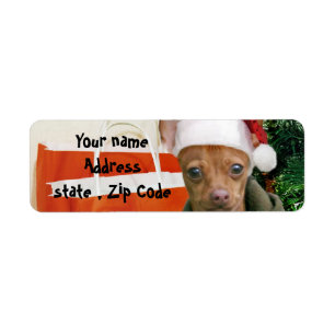 Chien de chiwawa de Noël