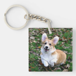 Chien de Corgi mignon qui bondit