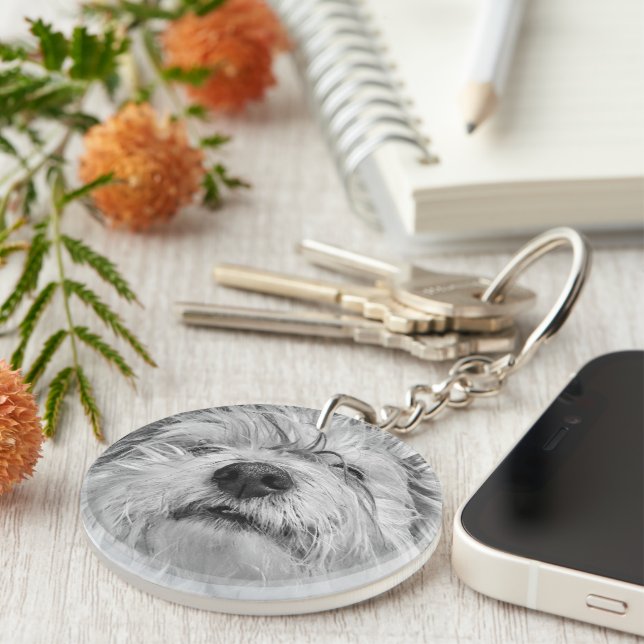 Chien de Coton de Tulear (Devant droit)